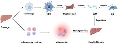 Nanogene editing drug delivery systems in the treatment of liver fibrosis